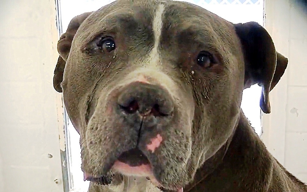A pit bull abandoned by his family cries in a kennel until a woman changes his life.