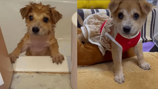 Puppy left outside the supermarket is overjoyed that kind woman came along