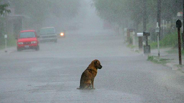 Abandoned Loyal Dog Waited Two Years in the Same Spot for His Owner to Return