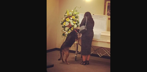 Dog visits funeral home for 1 last goodbye to beloved owner