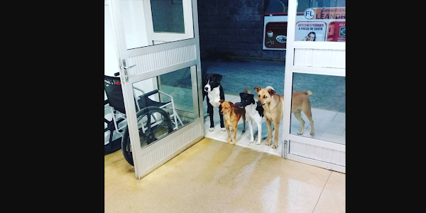 Homeless Man Is Admitted To Hospital — But People Realize He’s Not Alone