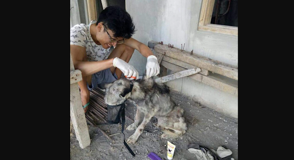 This Husky Was Found So Malnourished She Looked Like A Skeleton, 10 Months Later She’s Unrecognizable