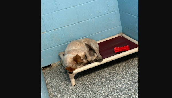 Lonely Shelter Dog Falls Asleep Missing Her Brother After His Adoption