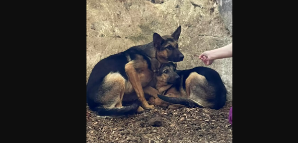 Rescuers Brave Storm to Save Two Lost German Shepherd Sisters