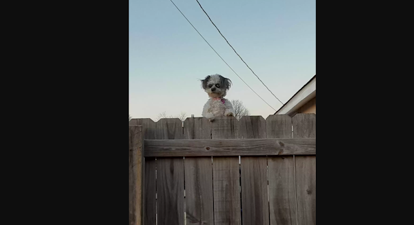 This Little Dog Peeking Over A Fence Is Making People Uncomfortable