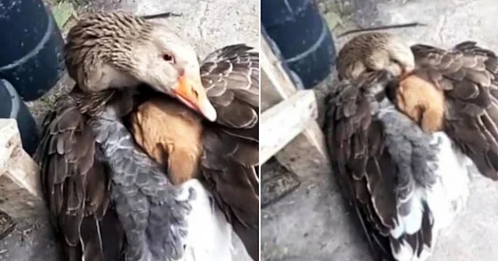 Tiny Puppy Left in the Cold Rescued by an Unexpected Guardian