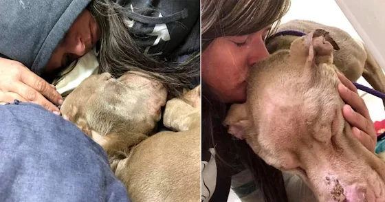 She Slept Beside a Dying Dog So He Wouldn’t Face His Last Night Alone