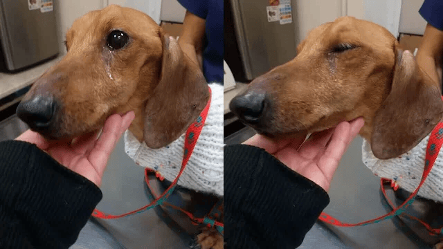 Devoted Dog Sheds Tears of Joy at the Clinic Upon Realizing His Life Has Changed
