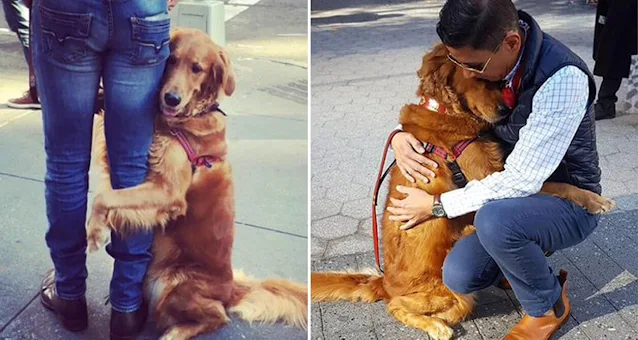 Golden Retriever Can’t Stop Giving Hugs
