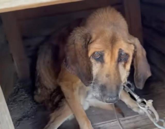 Elvis experiences freedom from chains for the first time in 19 years