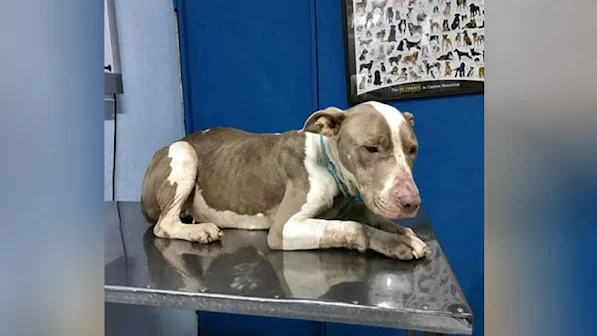 Dog Chained So Short She Couldn’t Rest Her Head Finally Tastes Freedom