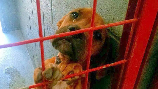 Abandoned Dog With Tearful Eyes Hopes for a Second Chance