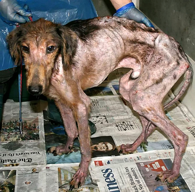 He Was a Walking Skeleton When Rescuers Found Him. The Dog He Is Today Is Almost Unrecognizable.