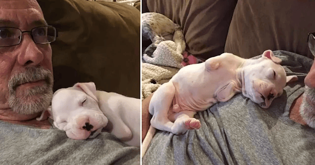 A Puppy With No Front Legs Gets Cozy With His Foster Dad