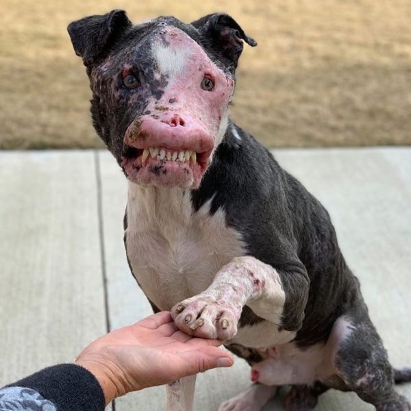 This poor dog wandered as a stray for a year, ignored and called “horrible,” until someone finally saw his beauty.