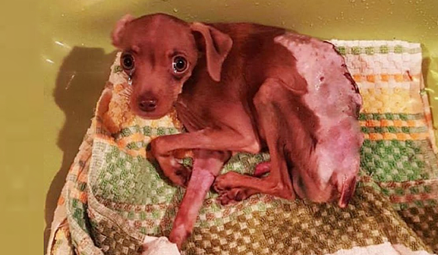 This is pea! He is only 8 months old and weighs 2.1 kg. He was attacked by large