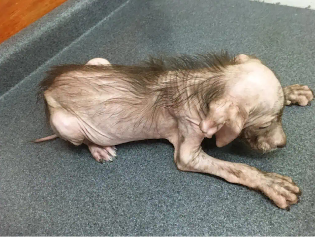 From Desperation to Celebration: Paloma’s Journey of Survival and Love