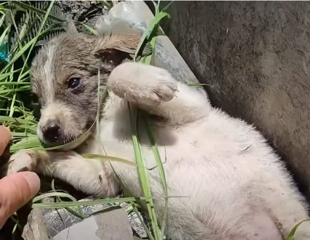 Heartbreak After Heroic Rescue as Team Fights to Save Puppy From Dumpster Tragedy