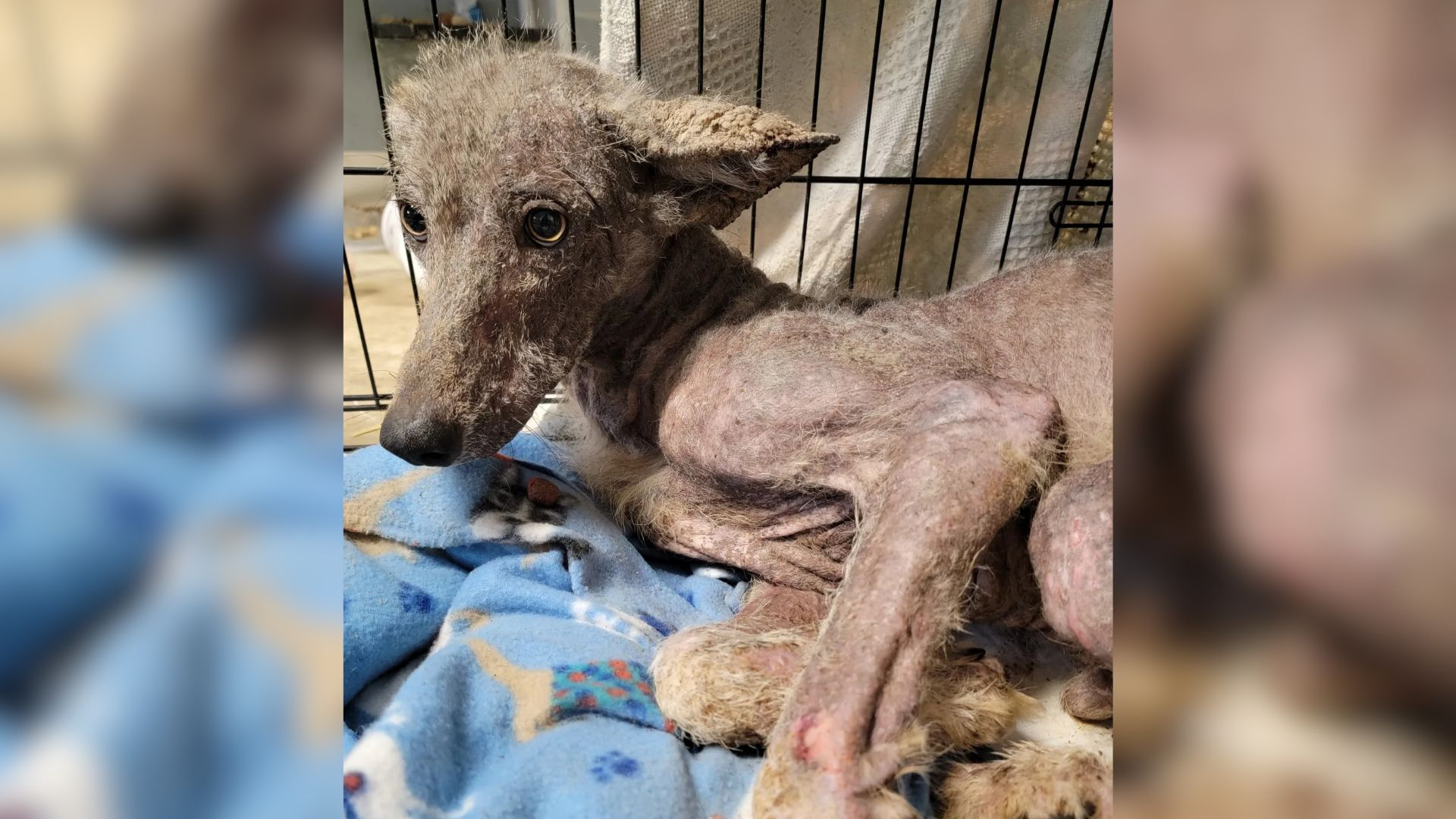 She Thought She Saved A Stray Dog, But The DNA Test Revealed Something Wild