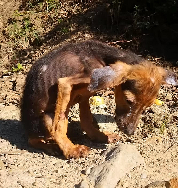 From Abandoned Kitten to Beloved Companion: Carbon’s Heartwarming Journey to a Forever Home
