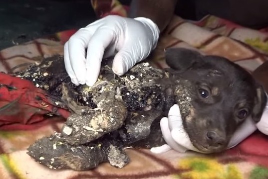 Heroic Rescue: Animal Aid Saves Tar-Trapped Puppies and Their Mother from Certain Doom