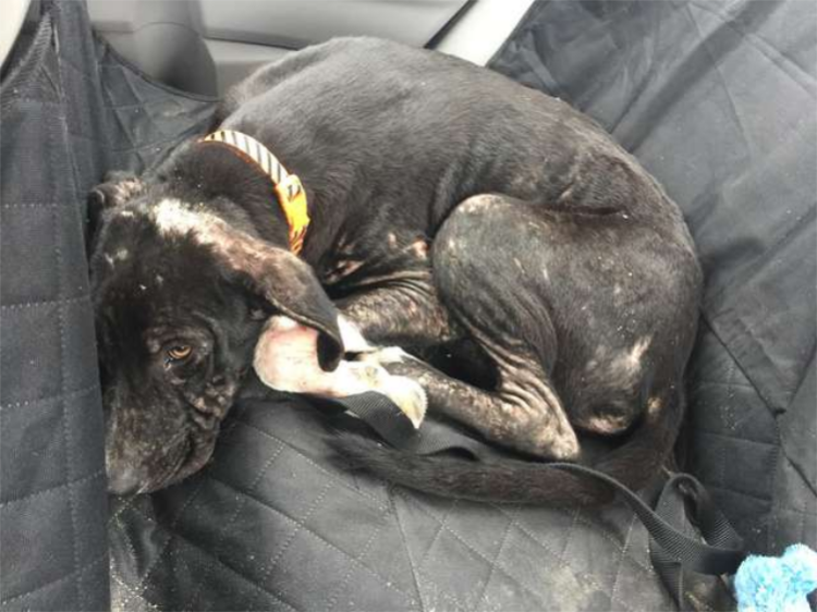 “A Broken Heart Waits” – Desperate Dog Waits Every Morning at School, Urgently Yearning for Rescue and Love