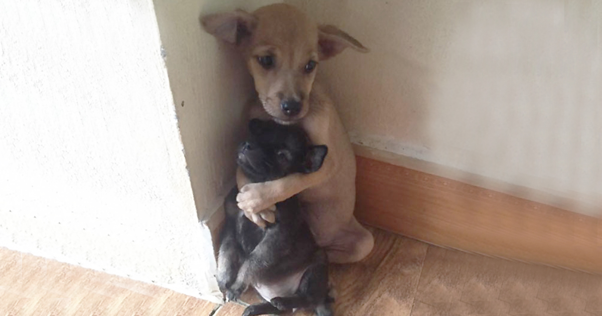Rescued Stray Puppies Inseparable, Won’t Stop Hugging Each Other