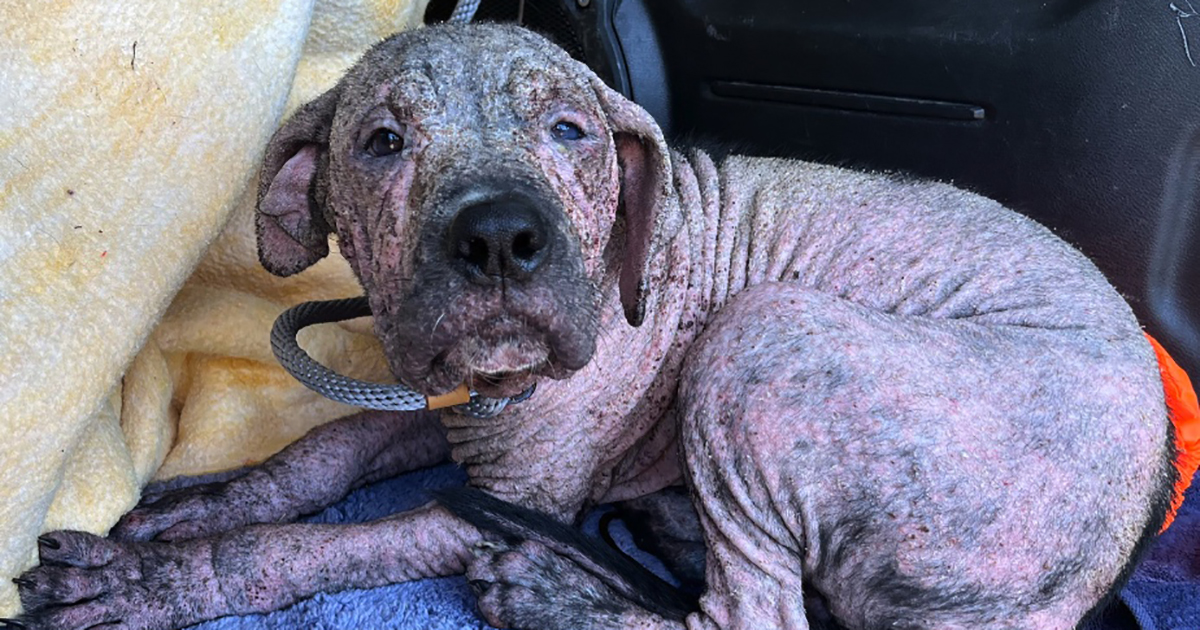 This puppy was rescued from a graveyard and had the best reaction when reunited with his saviors