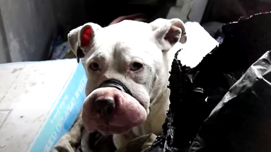 From Landfill to Love: Mira the Rescued Pit Bull Finds Hope and Healing
