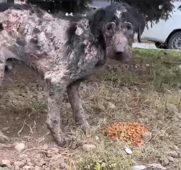 We cried in tears, he was left suffered nightmare, slowly dying on the street, no one help!