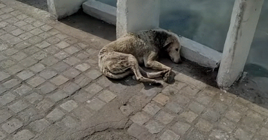 From Tragedy to Triumph: Stray Dog’s Miraculous Recovery After Near-Death Experience