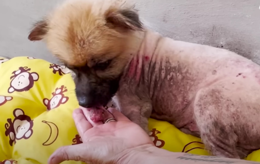 From Forgotten Cage to Loving Home: Dog’s Remarkable Journey of Healing and Hope