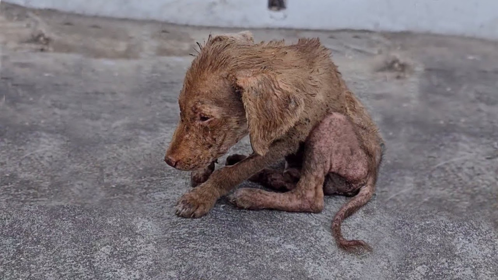 Abandoned Puppy Fenix Triumphs Over Hardship and Finds Forever Home with TV Host