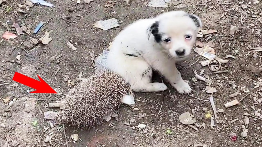 Abandoned Puppy Finds New Life and Love After Porcupine Encounter Rescue