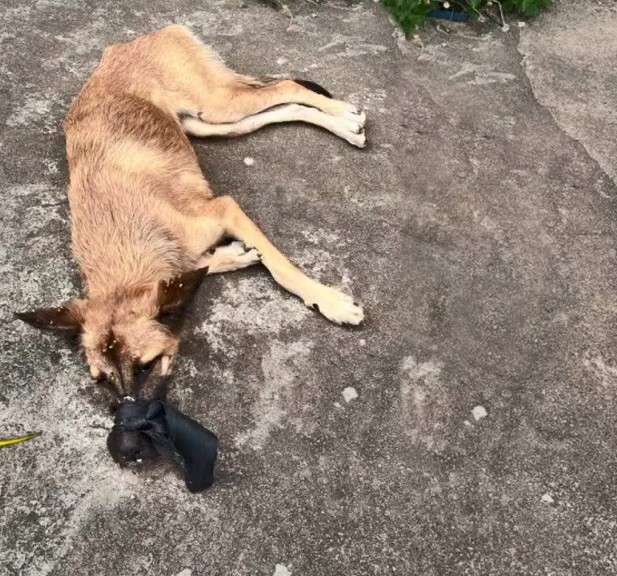 From Suffering to Safety: Bella’s Inspiring Journey of Healing and Trust in Roraima