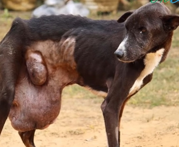 Midnight’s New Dawn: Stray Dog Overcomes Tumor and Finds Hope with a Loving Rescue Team