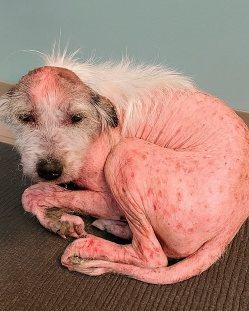 Willow: From Bald and Broken to a Beautiful Fluff Ball