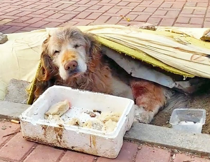 On a Truck Bound for the Slaughterhouse, He Locked Eyes with a Stranger. That One Look Saved His Life.