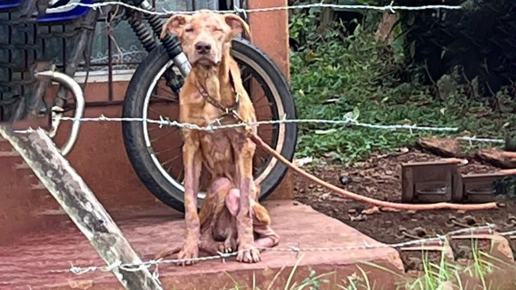 From Neglected to Cherished: Ragnarok’s Remarkable Rescue and Transformation Journey