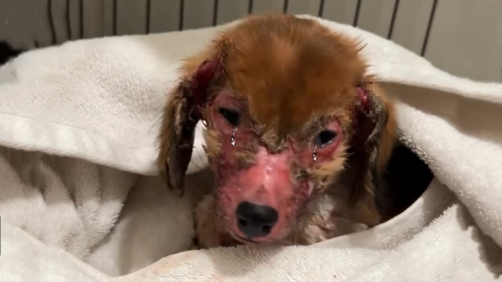 Willy’s Story: From Forgotten to Forever Loved