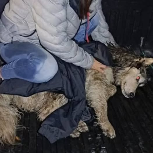 Rusell: The Dog Who Smiled Through the Pain