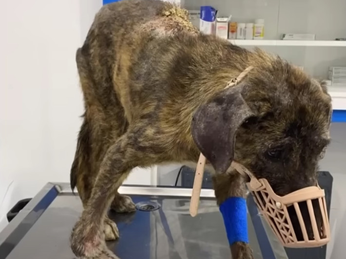 After enduring unthinkable hardship, a resilient stray finally found hope when a devoted rescue team stepped in with compassion and care.