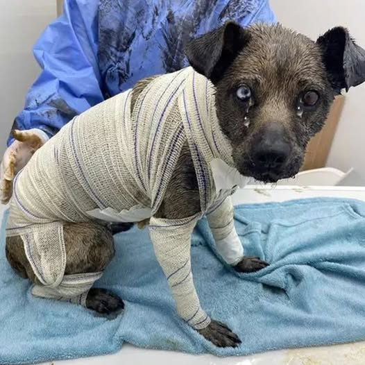 Lucinda’s Fight: From Tar and Darkness to Love and Light