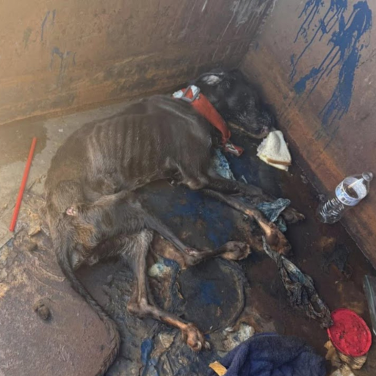 Fern’s Redemption: A Journey from Despair to Hope