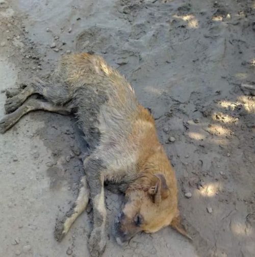 Lost in a mud puddle, he found hope: an angel stopped his path to show that love heals all things.
