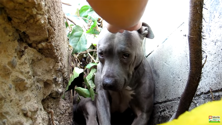 He preferred to hide in a ditch, but an act of love gave him back hope and trust in humans.