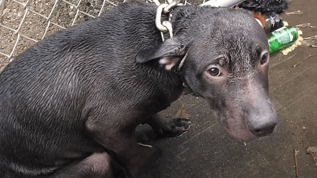Cop Sees Pup Chained Out In The Rain & Promises To Make Him Part Of His Life