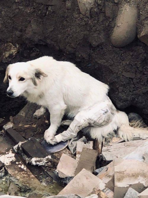 “Heartbreaking Act of Cruelty” — Her Injured Dog with a Broken Paw Was Dumped in a Mountain of Trash, But She Found Hope