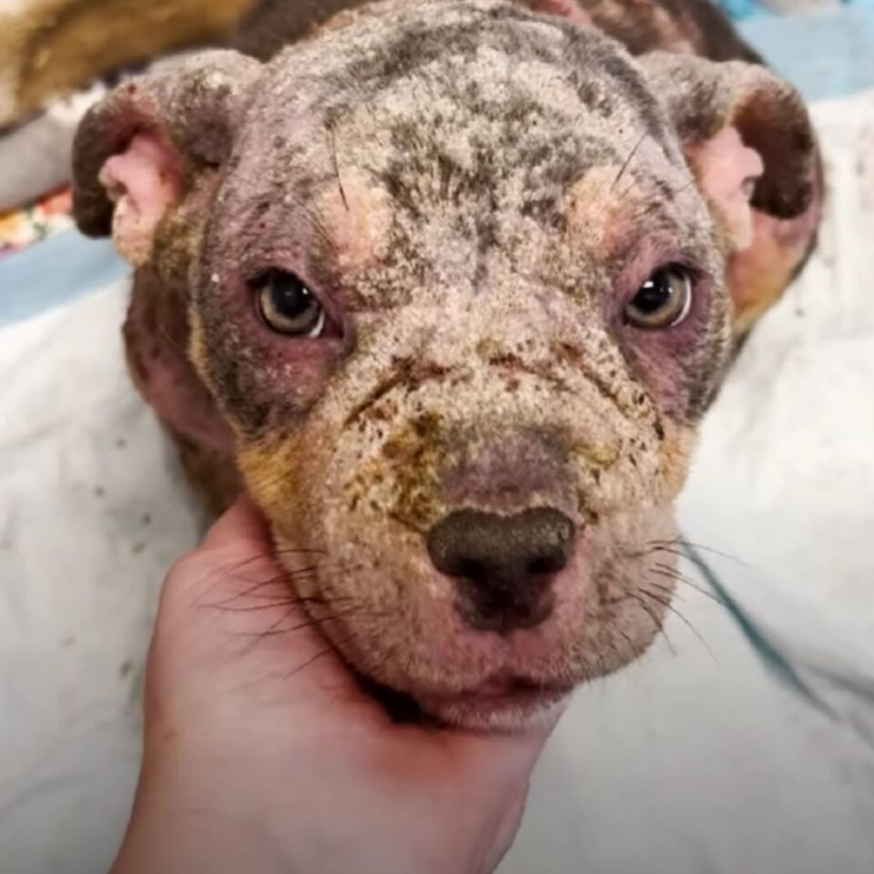 Everyone Thought This Was A Puppy But The Vet’s Exam Shocked Them