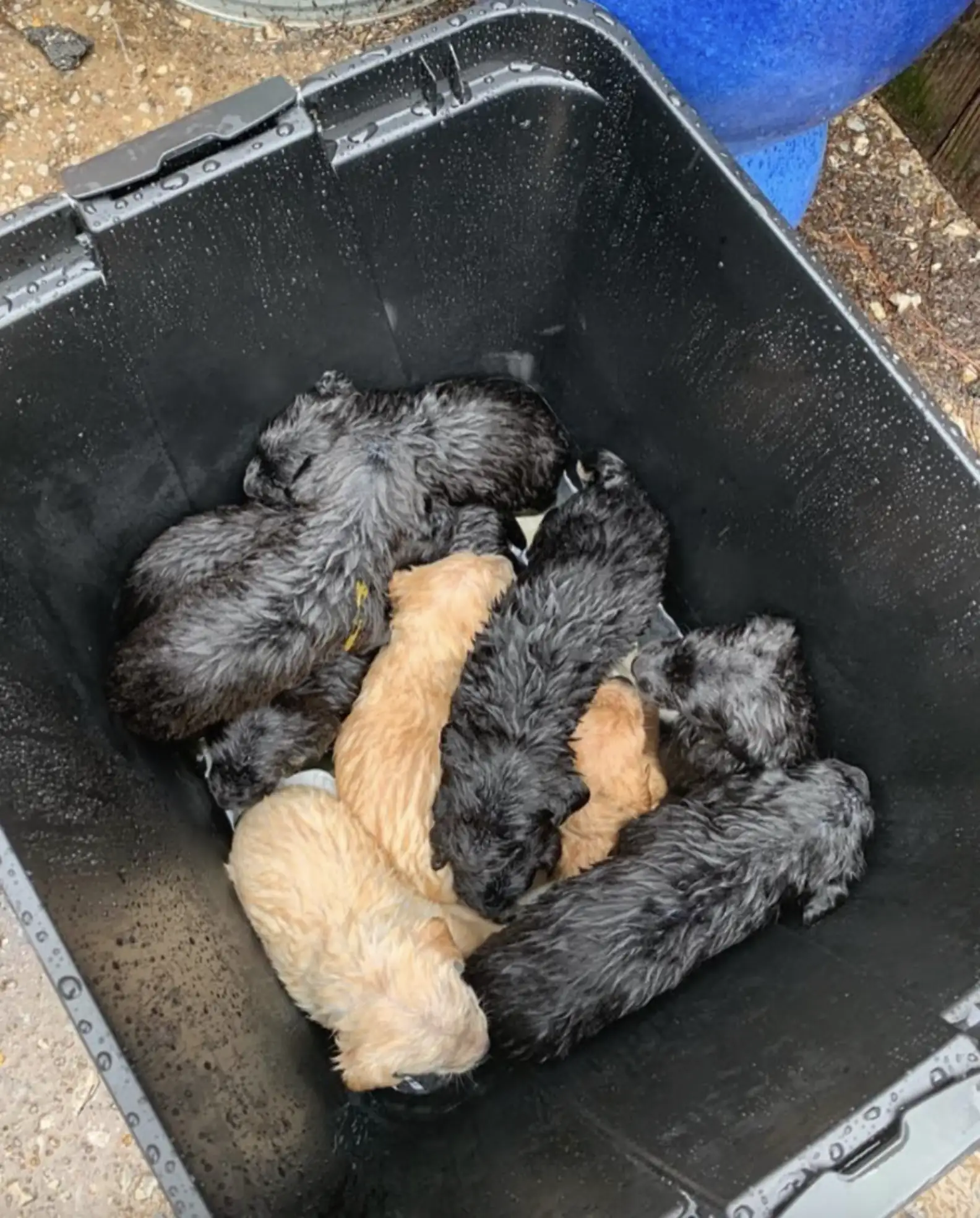 Pile Of Babies Almost ‘Drowned’ In Garbage Can — Then The Right Person Walked By